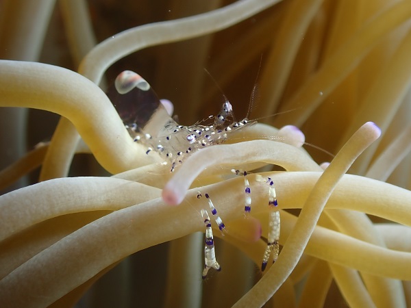 Peacock-tail anemone shrimp